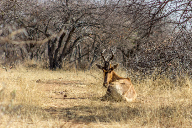 istock Red Hartebeest lying on the grass in the sunlight 1082361952