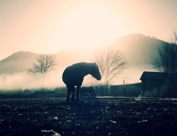 wild, horses, nature, free, meadow