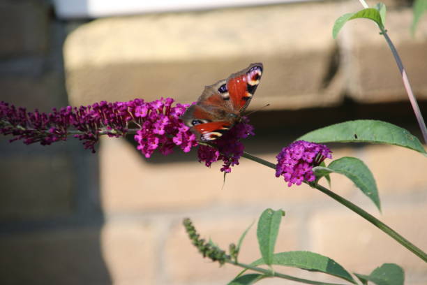 istock Purple buddleia with a red black butterfly on it in the sun 1082364736