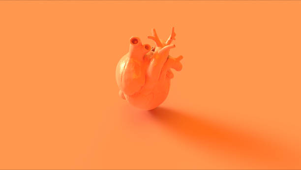 istock Orange Anatomical Heart Concept 1082365070