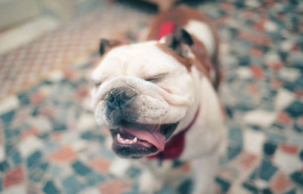 dog, eyes closed, funny expression dog, eyes closed, funny expression, indoors, at home happy english bulldog stock pictures, royalty-free photos & images