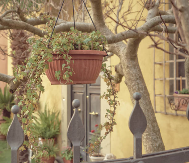 istock plant hangs from a tree to decorate the garden 1082366348