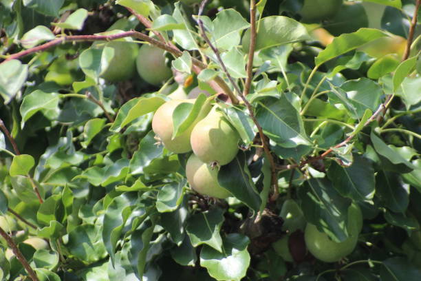 istock Pear in tree growing to get harvested after summer 1082367654