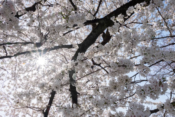 istock Full bloom cherry blossoms in Japan 1082367876