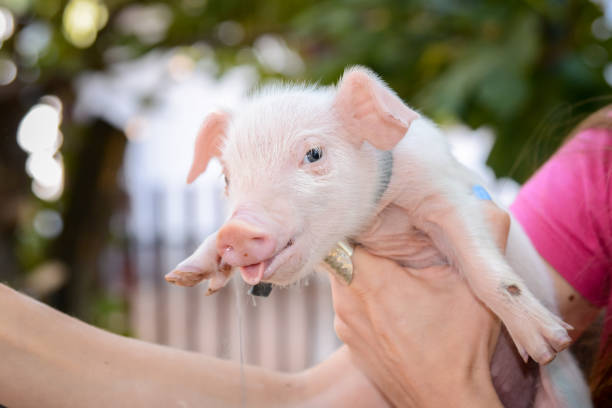istock Lovely little pig 1082369324