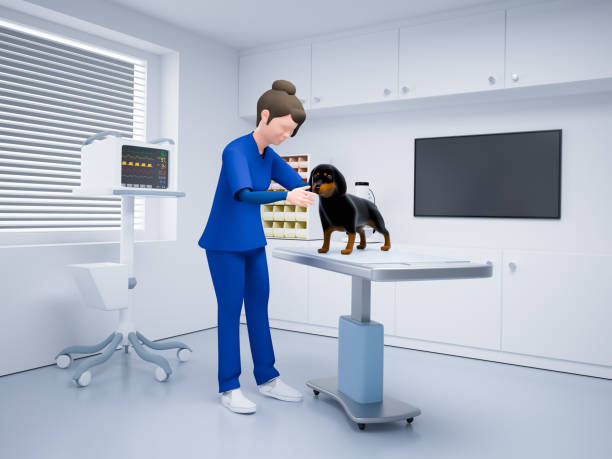 Animal Hospital Animal Hospital insurance pets dog doctor stock pictures, royalty-free photos & images