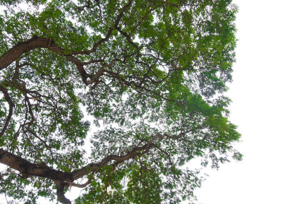 Tree leaves and branches foreground isolated on white background for park or garden. Close-up of exterior natural material for design decoration background