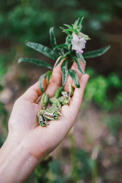 istock Sesame seeds in woman hand 1082373666