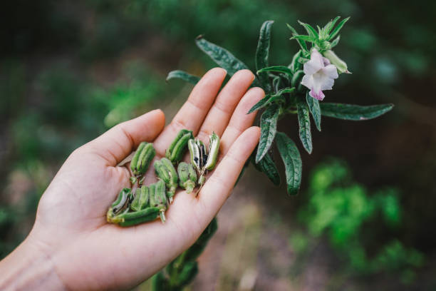istock Sesame seeds in woman hand 1082373700