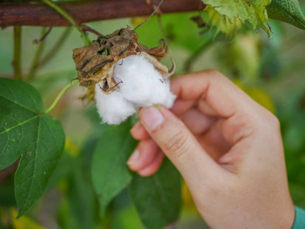 istock Cotton plant ready to harvest 1082373810