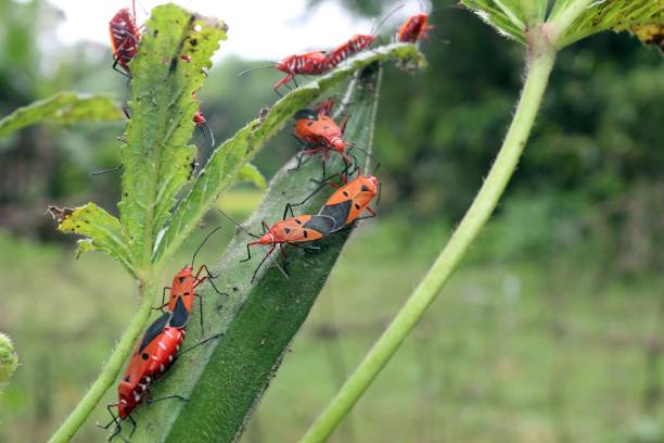 istock October 30 2018, India, Odisha. Beautiful Red / orange and black bug mating insects on plant tree on nature background. Vivid color bugs mating, Close up colorful insects mating.Beetles Sex in garden 1082375392