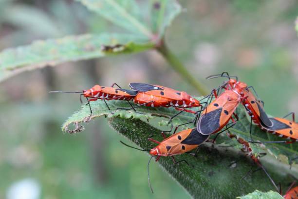 istock October 30 2018, India, Odisha. Beautiful Red / orange and black bug mating insects on plant tree on nature background. Vivid color bugs mating, Close up colorful insects mating.Beetles Sex in garden 1082375986