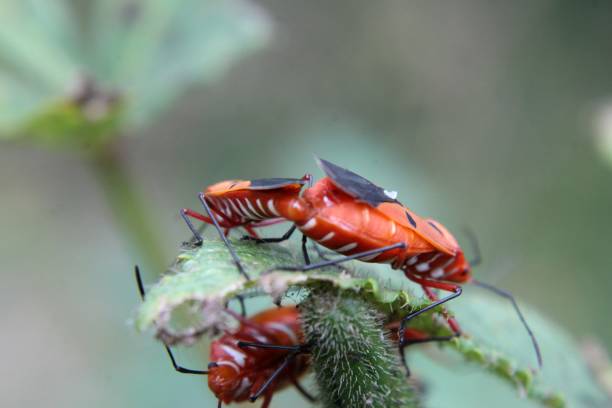 istock October 30 2018, India, Odisha. Beautiful Red / orange and black bug mating insects on plant tree on nature background. Vivid color bugs mating, Close up colorful insects mating.Beetles Sex in garden 1082376070