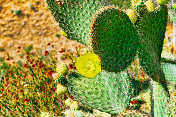 istock Wild cactus  in natural habitat conditions. 1082376176