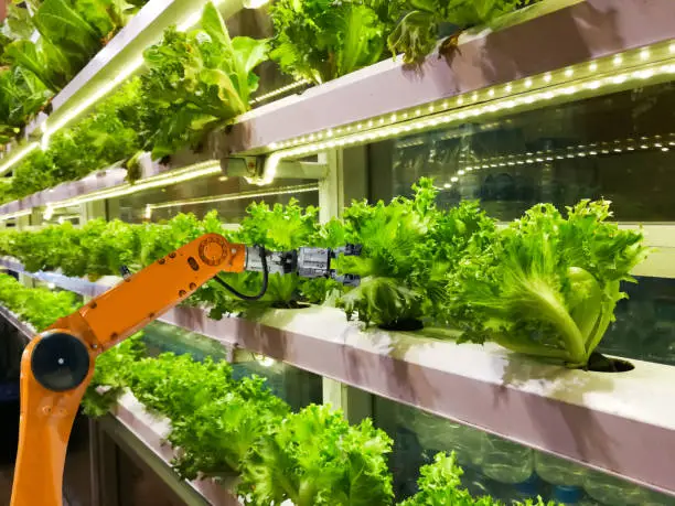 Smart robotic farmers in agriculture futuristic robot automation to vegetable farm