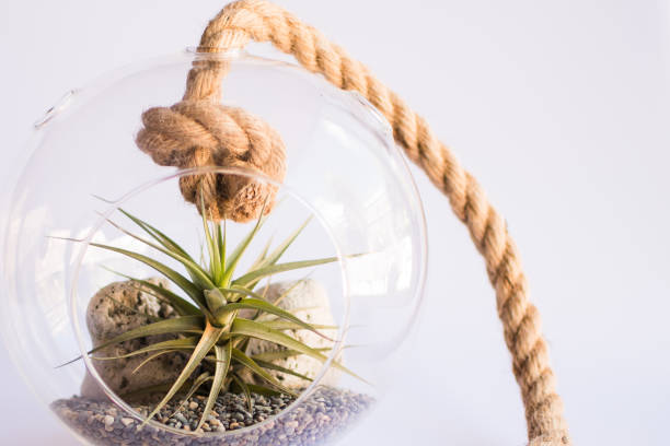istock Air plant in terrarium with sea shells minimalist design 1082382788