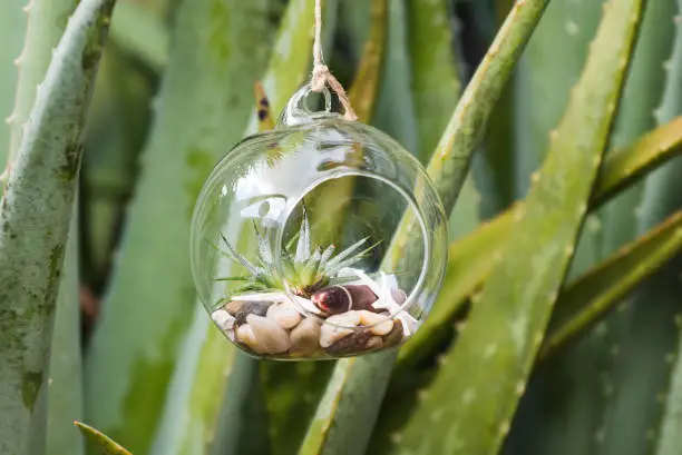 Air plant in terrarium with sea shells minimalist design hanging in garden on an aloe plant