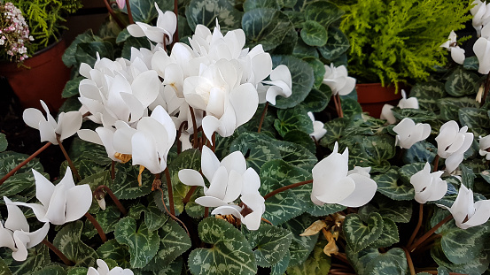 Beautiful white cyclamen a Christmas plant