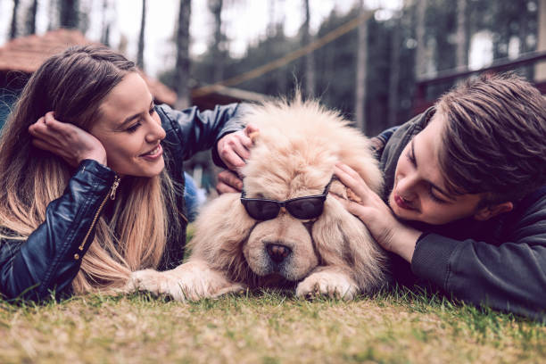 istock Chow Chow Is Our Rock Star 1082386914