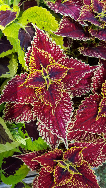 istock Colorful leaves of Coleus 1082390470