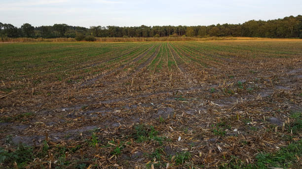 istock Field with stubbles of corn 1082390636