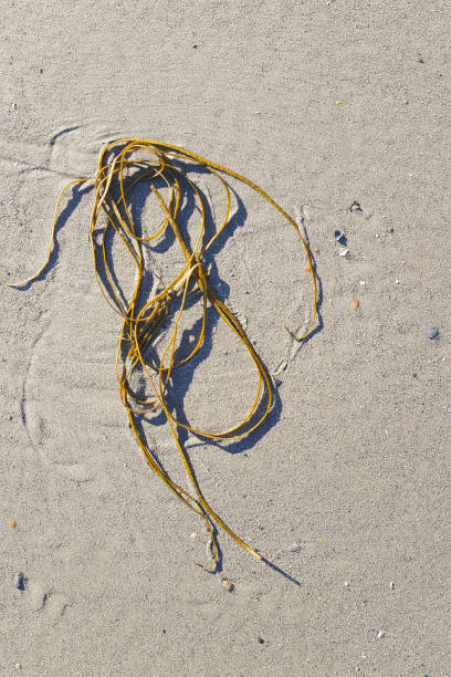 istock Seaweed washed up on sandy beach 1082390760
