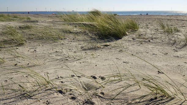 istock Young sand dunes partly covered with Marram grass 1082390938