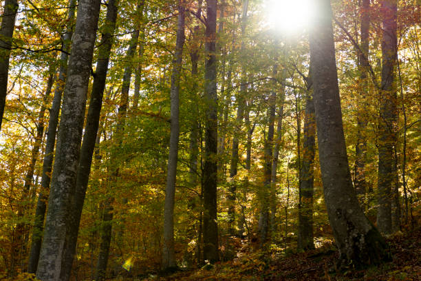 istock forest in the Apenines 1082394166