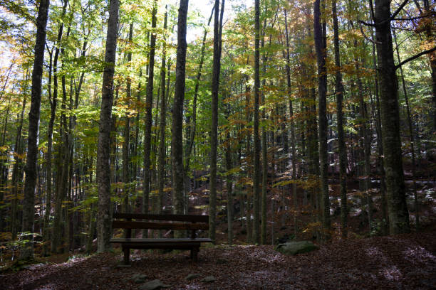 istock forest in the Apenines 1082394858
