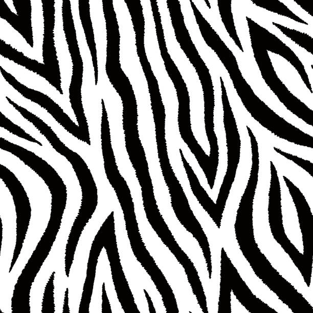 ilustraciones, imágenes clip art, dibujos animados e iconos de stock de patrón sin fisuras con la cebra piel impresión. fondos de vector. textura de la piel animal. - zebra