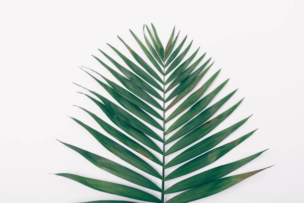 istock Minimal flat lay arrangement one green palm leaf 1082401962