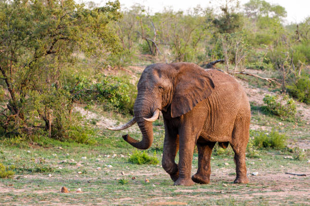 istock Elephant bull in Kruger National Park 1082402432