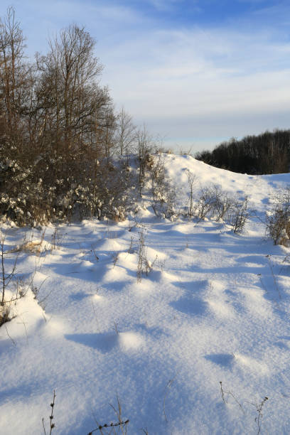 istock winter scene on meadow in forest 1082402786