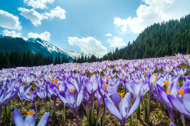 campo di crochi in fiore su un prato di montagna in primavera (monte tatra, polonia) - snow crocus flower spring foto e immagini stock