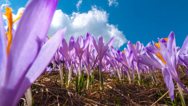 nahaufnahme von krokusse auf einer bergwiese im frühjahr (tatra gebirge, polen) - crocus blooming flower head temperate flower stock-fotos und bilder