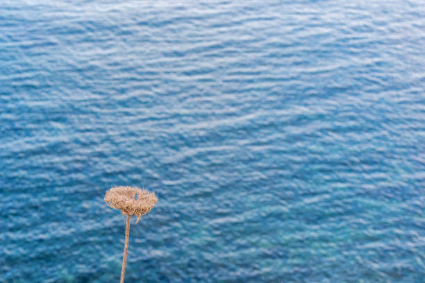 getrocknete blumen mit dem blauen mittelmeer im hintergrund - 2997 stock-fotos und bilder