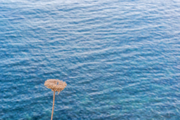 fleurs séchées avec le bleu de la mer méditerranée en arrière-plan - 2997 photos et images de collection