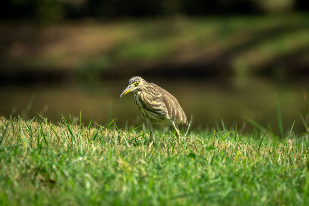 istock Pond heron stalking prey in the grass 1082409562