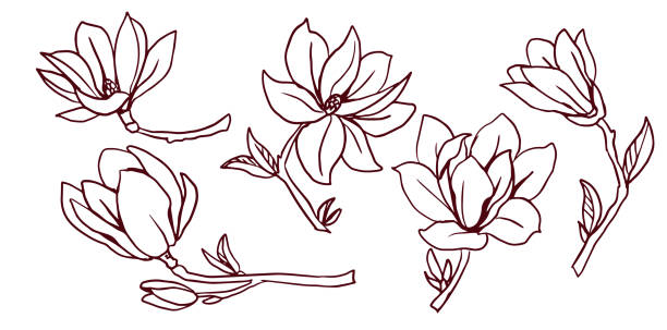 ilustrações, clipart, desenhos animados e ícones de conjunto de florescência magnólias. lineart - magnolia white blossom black