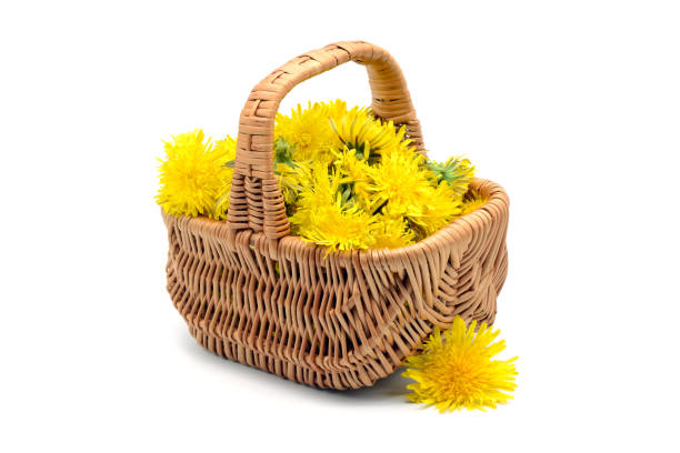 dandelion flower heads in a basket. white isolated background