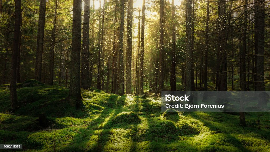 Magica foresta fiabesca. - Foto stock royalty-free di Foresta