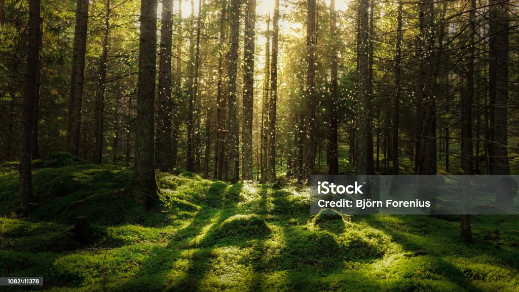 Magical fairytale forest. Magical fairytale forest. Coniferous forest covered of green moss. Mystic atmosphere. Forest Stock Photo