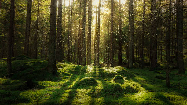 Magical fairytale forest. Magical fairytale forest. Coniferous forest covered of green moss. Mystic atmosphere. sweden stock pictures, royalty-free photos & images