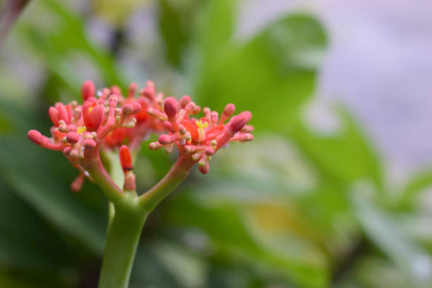 istock Red-yellow flowers 1082411550