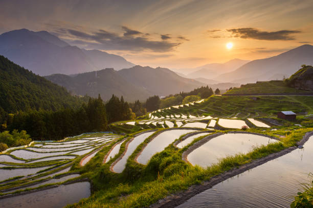 istock Rice terraces at sunset in Japan 1082414540