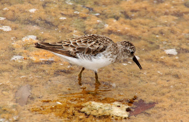 a small brown-white bird walks searching food