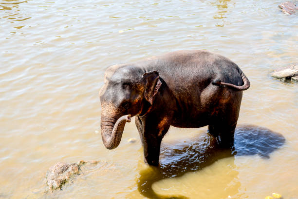 An Asian Elephant (Elephas maximus) enjoying water bath at Sydney Zoo in Sydney, NSW, Australia (Photo by Tara Chand Malhotra)