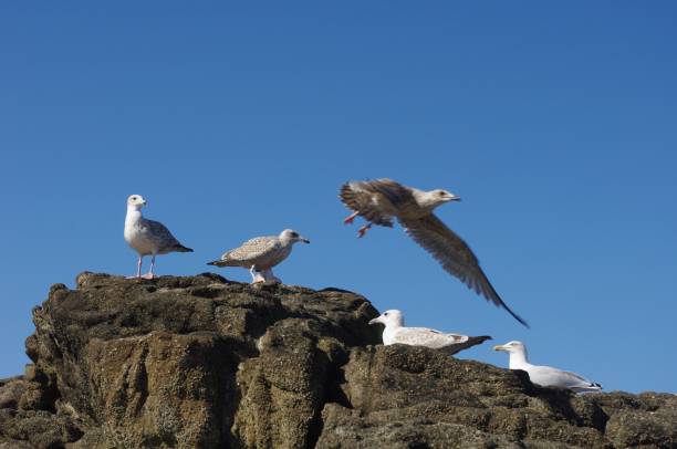 istock Seagulls on the rocks 1082416748
