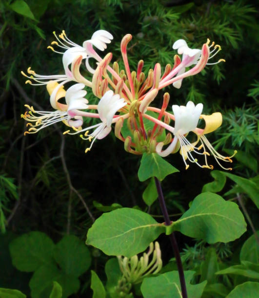 istock Delicate honeysuckle flower on a dark background. 1082417502