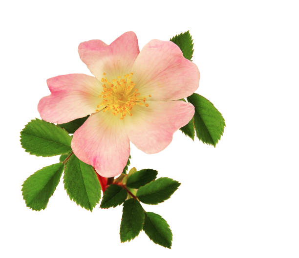 istock Rosehip flower in closeup isolated on white background. 1082419356